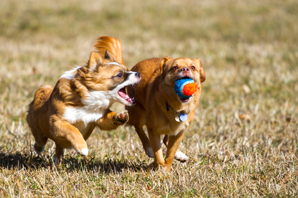 Two Dogs Playing
