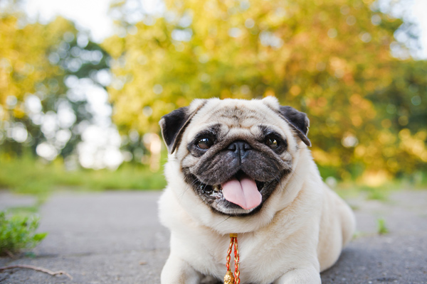 Pug on a road