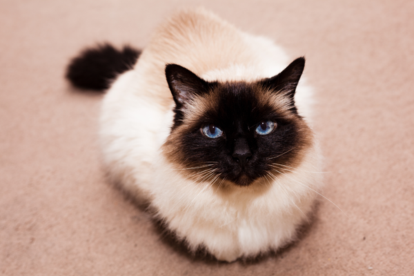 Siamese