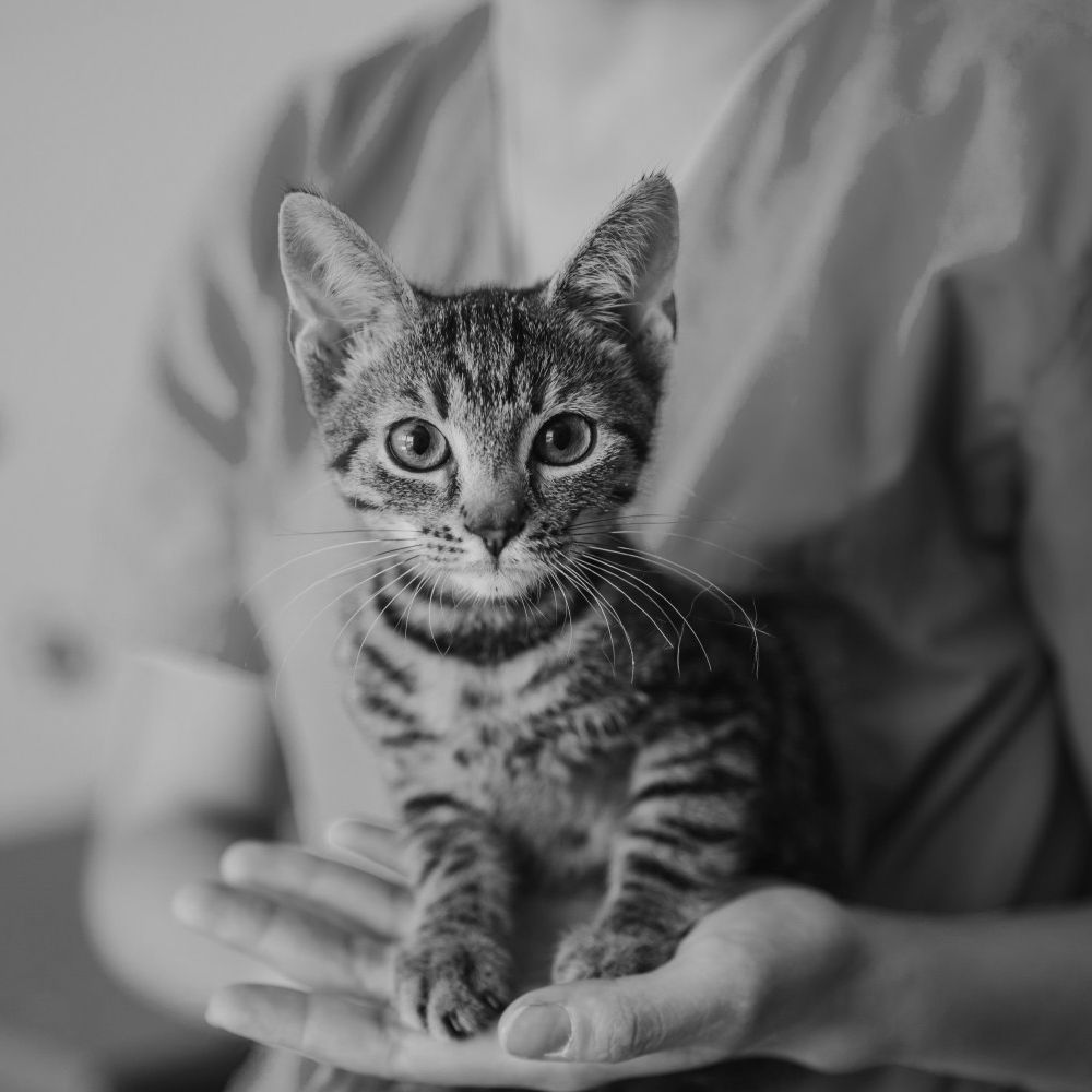 Cat sitting on hands