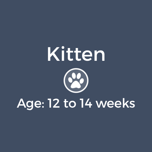 Kitten Age 12-14 weeks