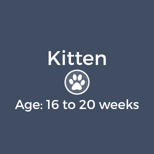 Kitten Age 16-20 weeks
