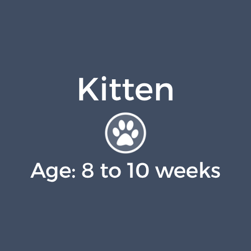 Kitten Age 8-10 weeks