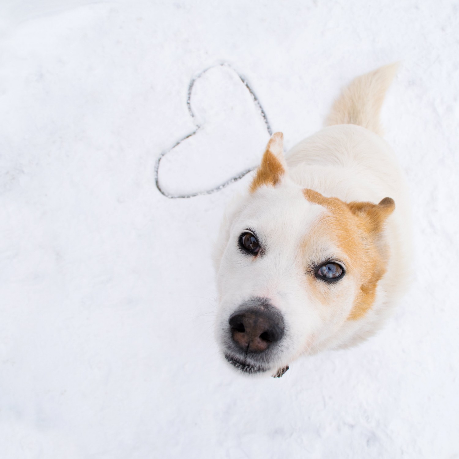 Cattle Dog with Snow