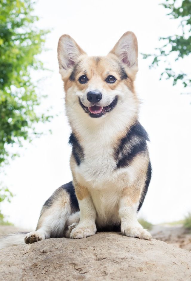 Corgi Smiling Corgi Smiling