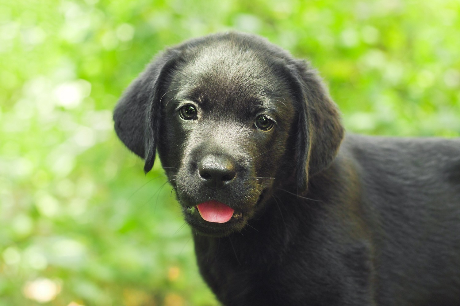 Black Lab Puppy