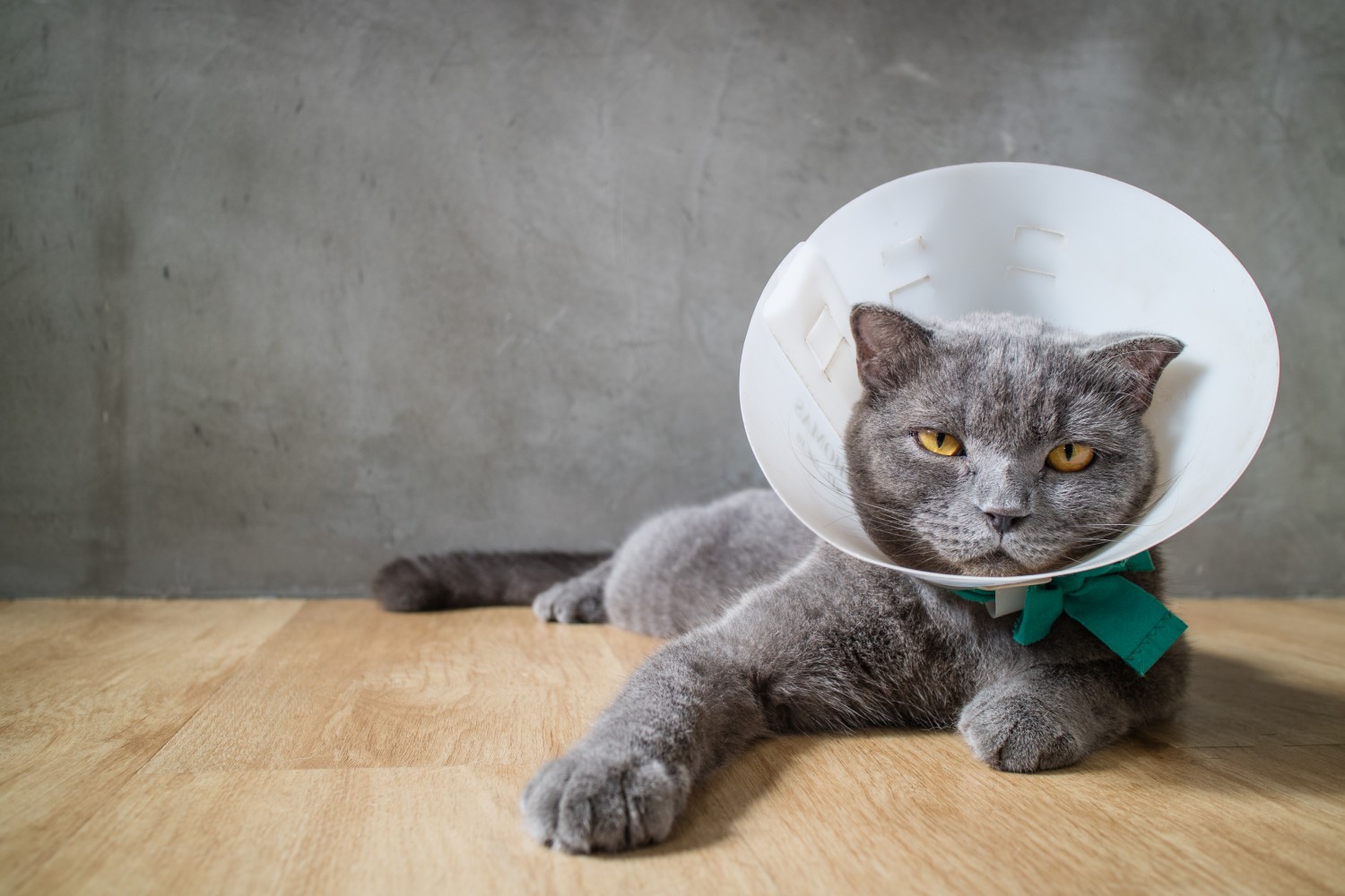 Gray cat with e-collar