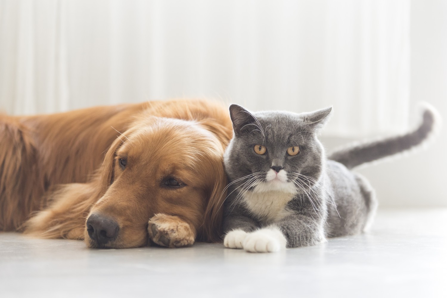 Dog and Cat Laying together