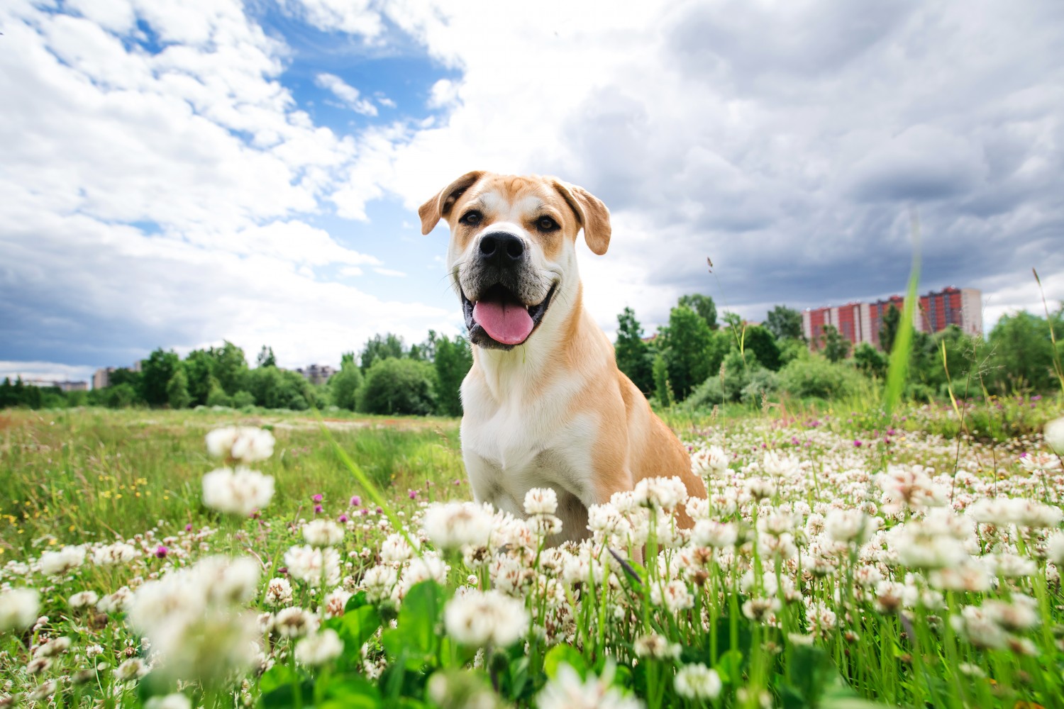 Dog in field with dandelions