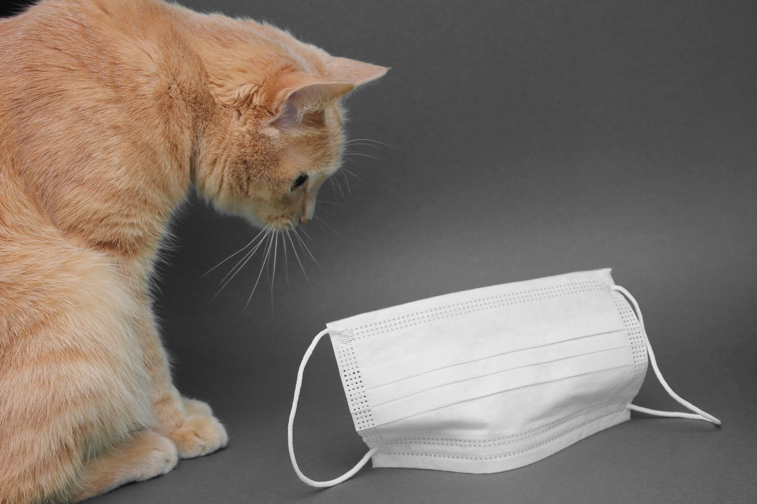 Orange Cat with Mask