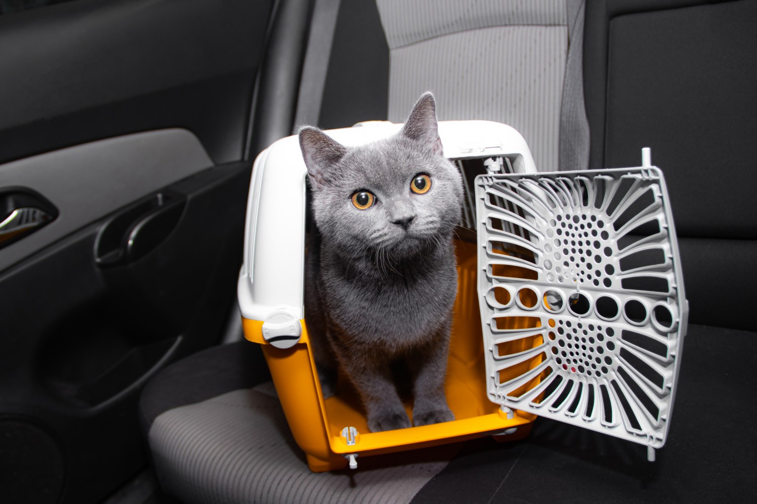 Cat in carrier