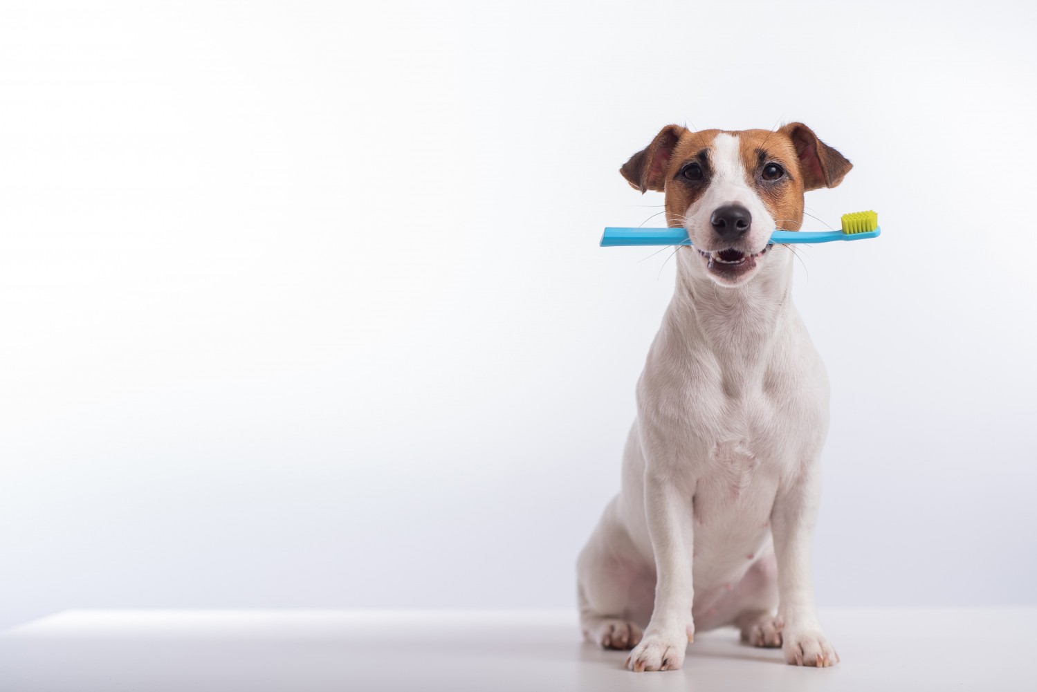 Terrier with Toothbrush in mouth