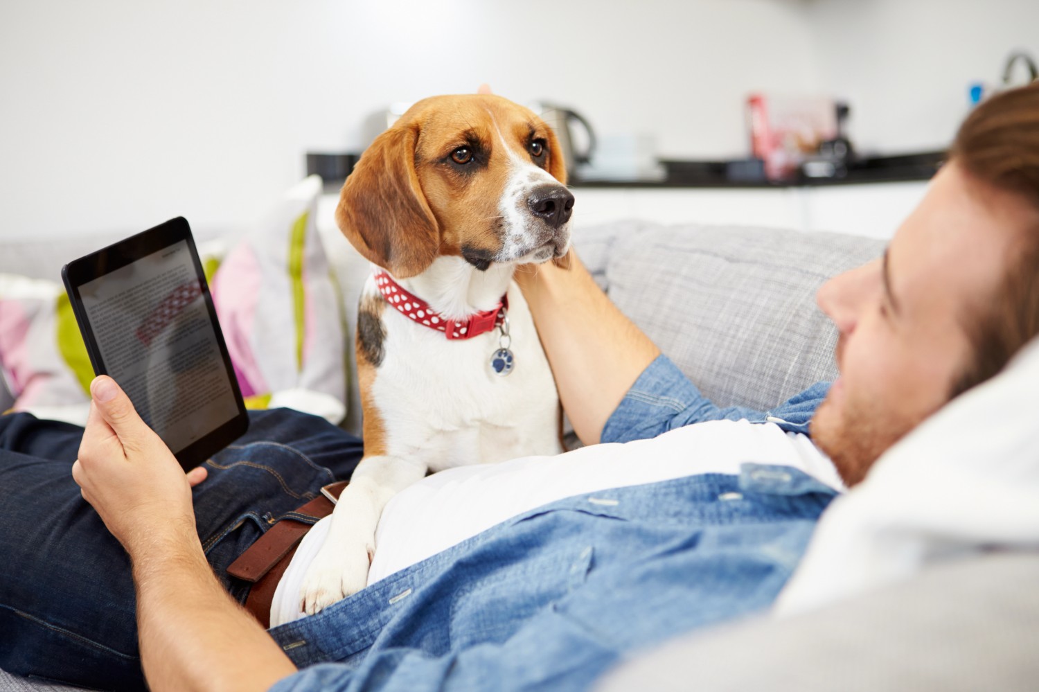 Beagle and owner on technology