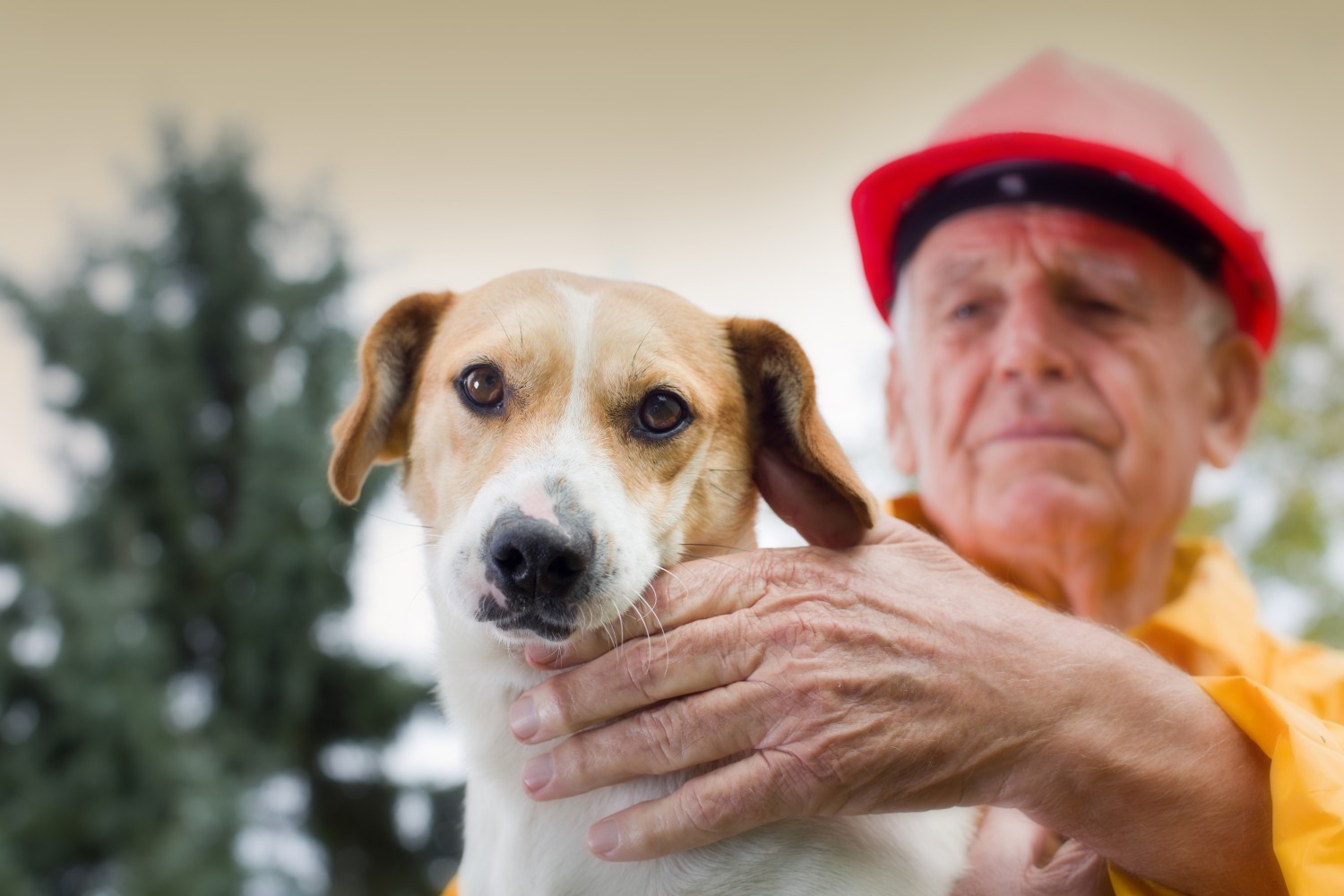 Dog and Friend together
