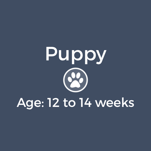 Puppy-12-14 weeks