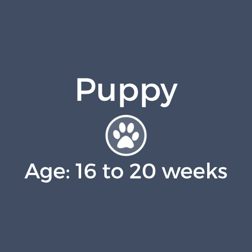 Puppy- 16-20 weeks