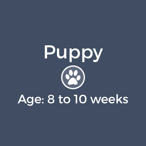 Puppy- 8-10 weeks