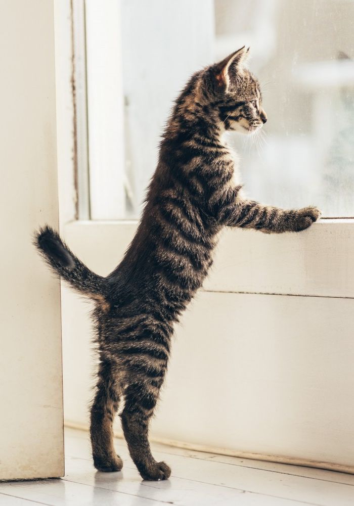 Kitten looking out window Kitten looking out window