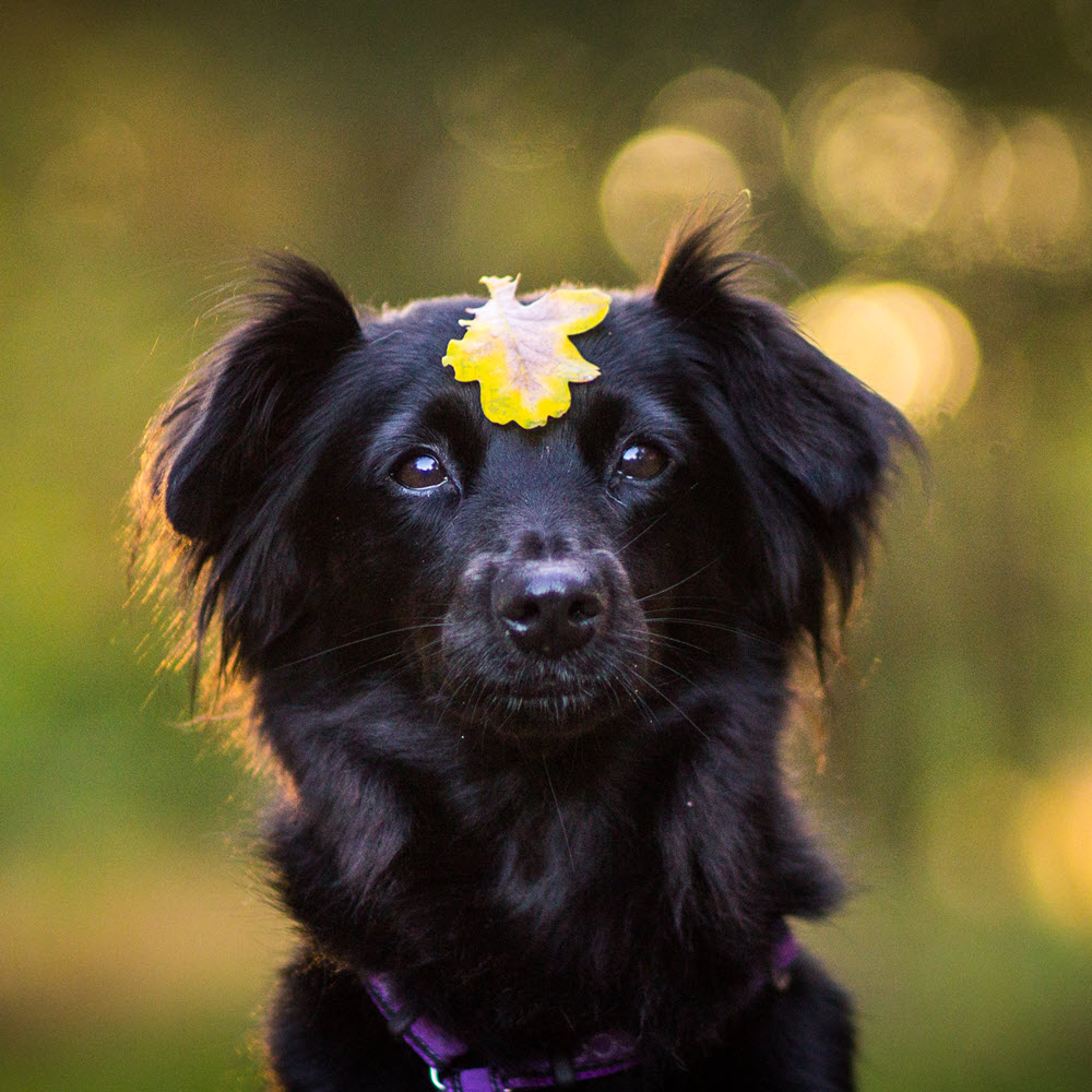 Black Dog with Yellow Leaf