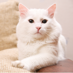 Square White Cat