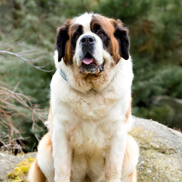 St. Bernard