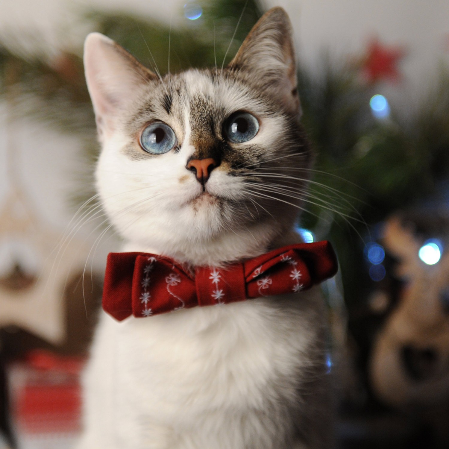 White cat with Bow Tie