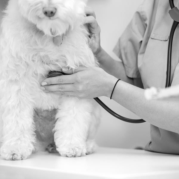 White Dog with Tech